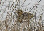 Masked duck