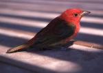 Summer Tanager