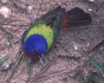 Painted Bunting