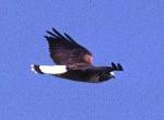 White-tailed hawk in flight