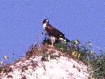 White-tailed hawk on a dune