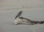 Peregrine falcon resting on driftwood