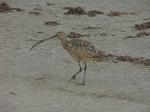 Long-billed curlew