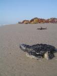 Hatchling with mound of seaweed in distance