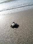 A hatchling faces life in the Gulf of Mexico