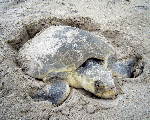 Nesting Kemp's ridley