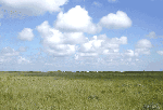 Grasslands