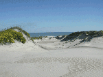Trough in fore-island dunes