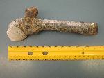 Antique pistol