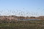 Redhead ducks over Padre Island