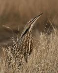 American bittern
