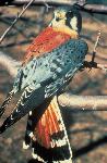 American Kestrel
