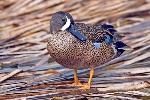 Blue-winged teal male