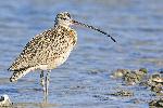 Long-billed curlew