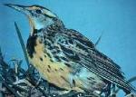 Eastern Meadowlark
