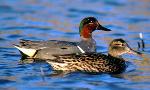 Male and female green-winged teal