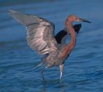 Reddish egret