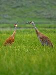 Sandhill cranes