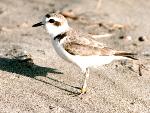 Snowy plover