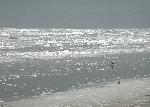 Rough surf with gull at Malaquite Beach