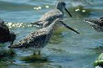 Dowitchers