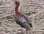White-faced ibis