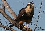 Northern Aplomado falcon