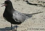 Black tern