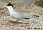 Interior Least Tern