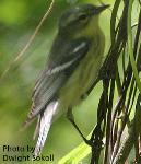 Cerulean warbler