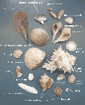 Common Seashells of Padre Island