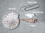 Sundial, augur, and wentletrap