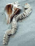 Lightning whelk with egg string
