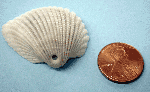 Ark with moon snail hole