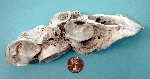 Oyster shells