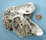 Oysters with terebellid worms