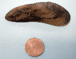 Atlantic ribbed mussel