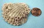 Scallop with barnacles