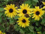 Cucumber-leaved sunflowers
