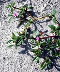 Sea purslane