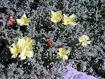 Beach evening primrose