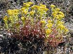 Goldenrod