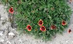 Indian Blanket