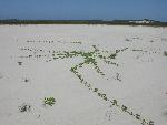 Goat's-foot morning glory in a dune field.