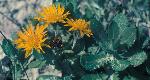 Camphor weed
