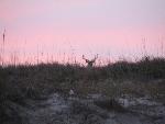 Buck
