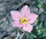 Sand rose gentian