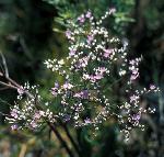 Sea lavender