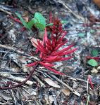 Coral bean