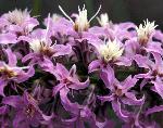 Narrow leaf gay flower